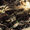 Puerto Rican Nightjar